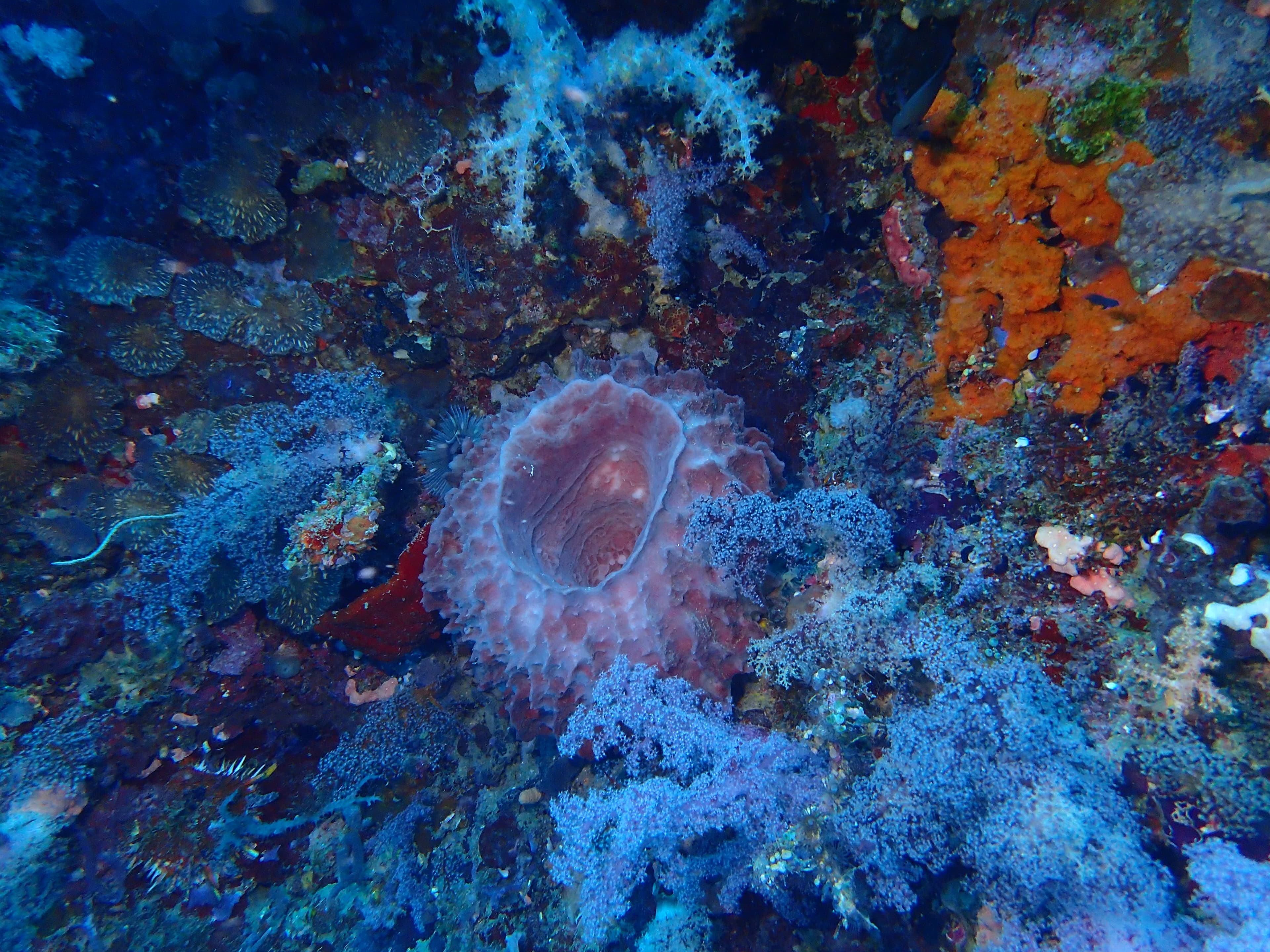 Philippine Marine Sponges