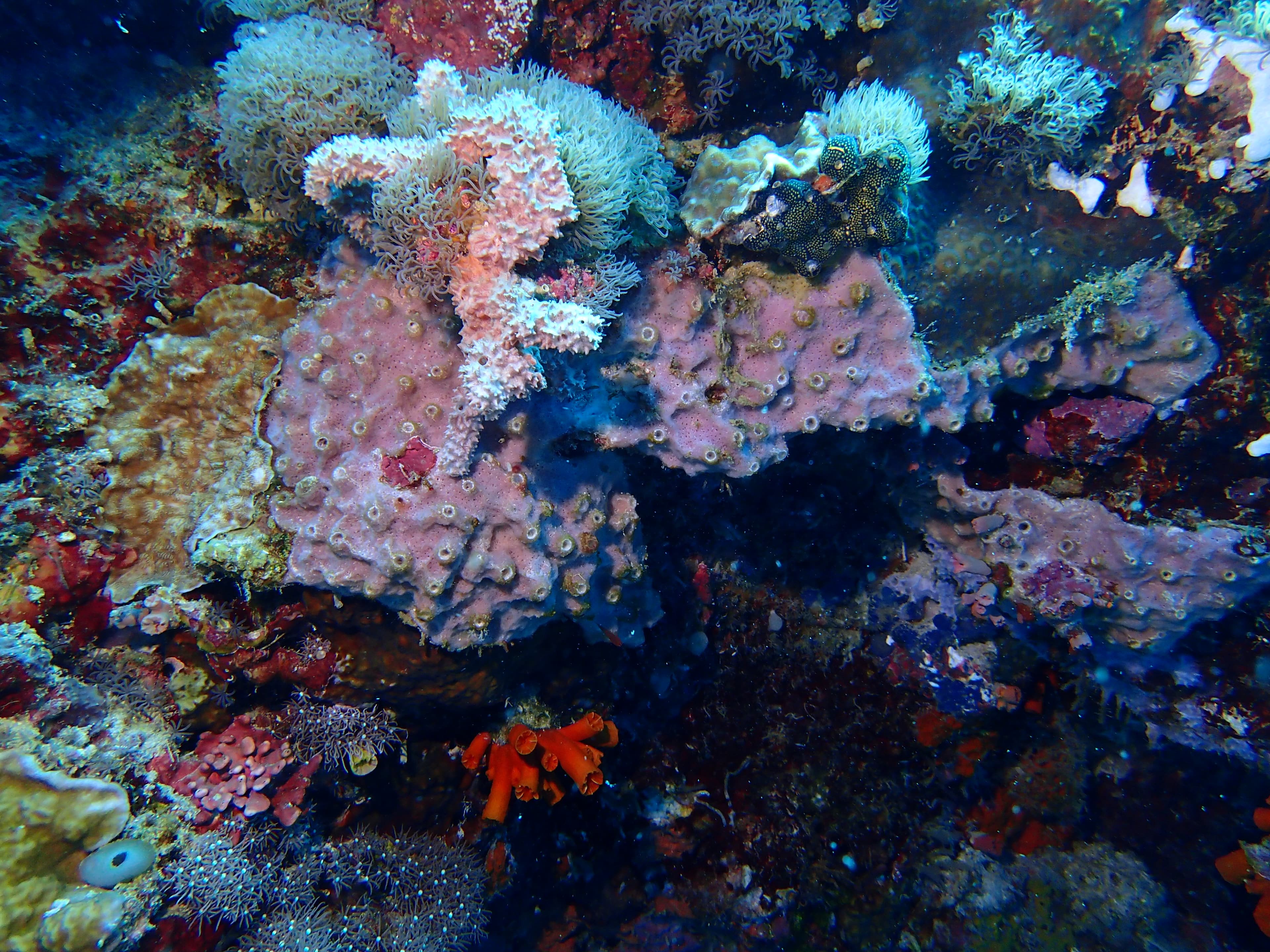Explore Reef Biodiversity