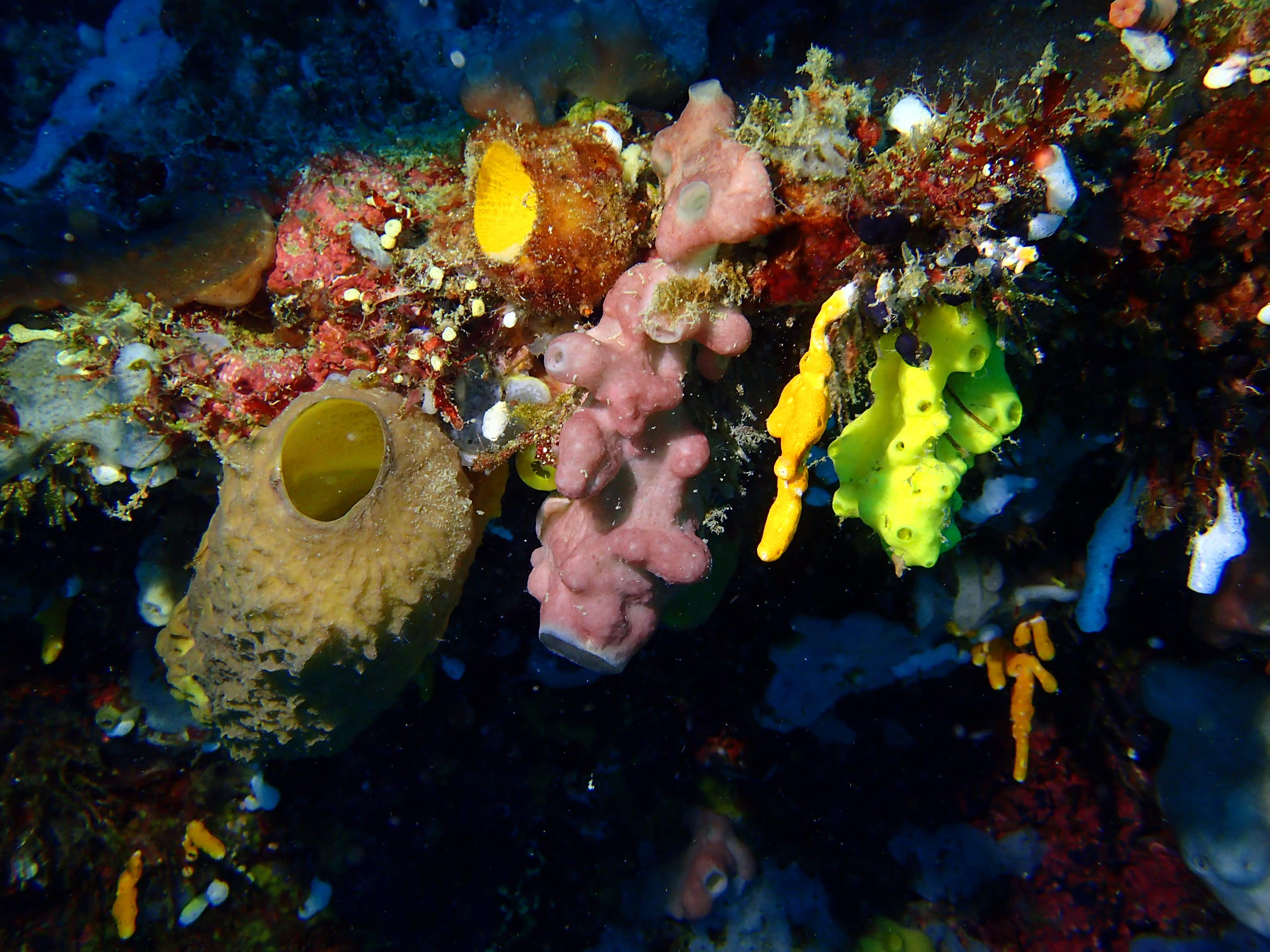 Philippine Marine Sponges