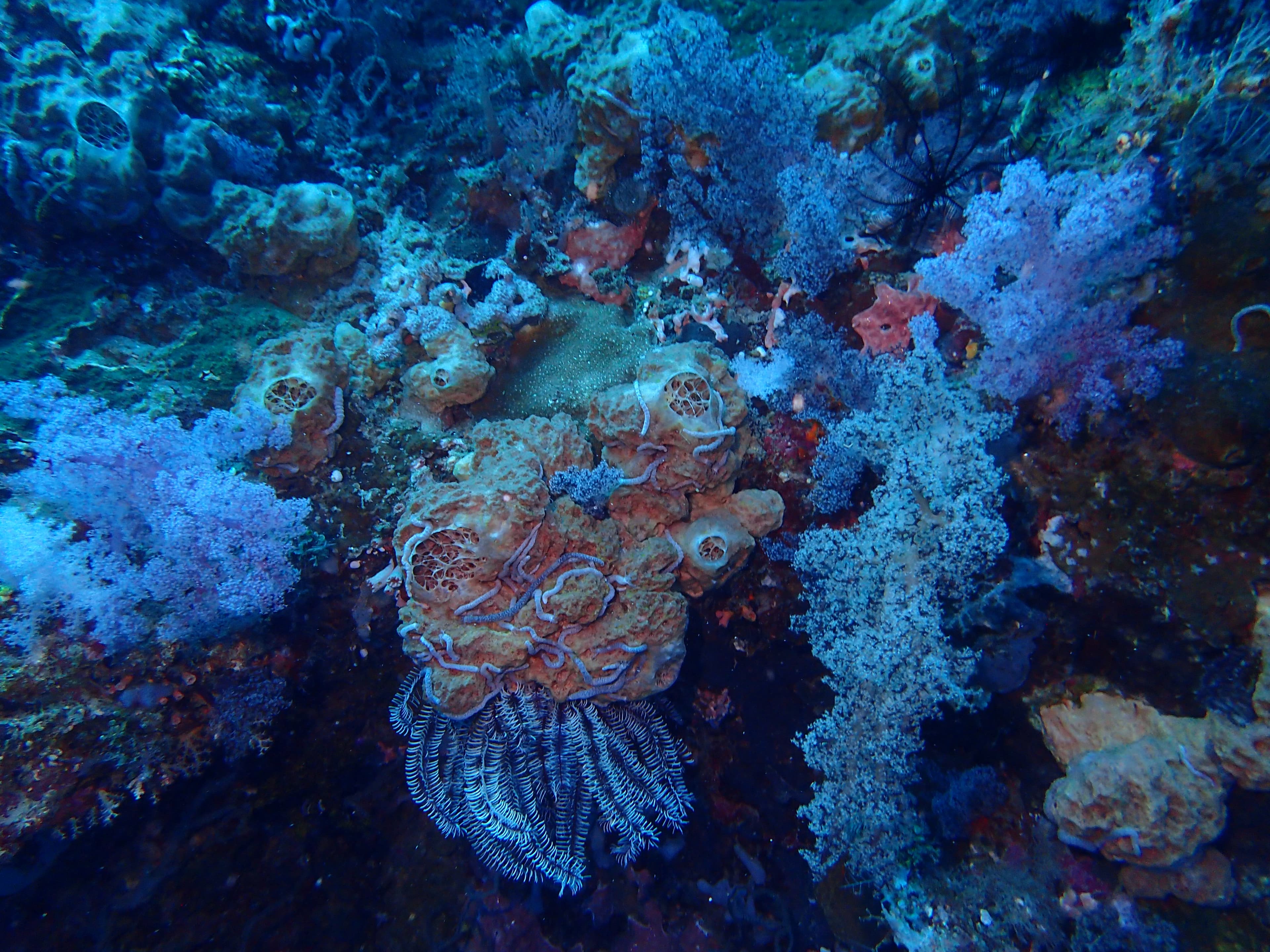 Sponge morphology detail from Philippine reef collection
