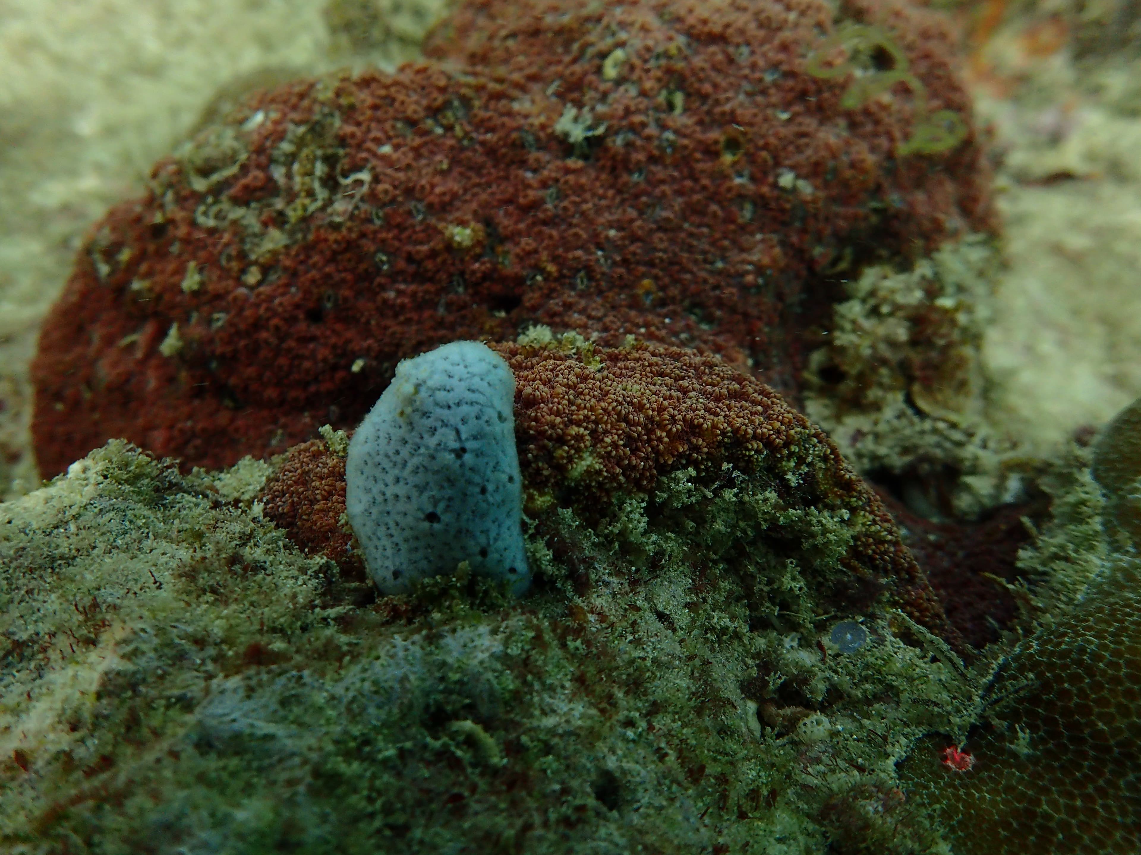 Marine sponge specimen photographed on a Philippine reef